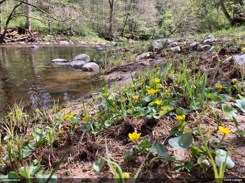 калужница болотная