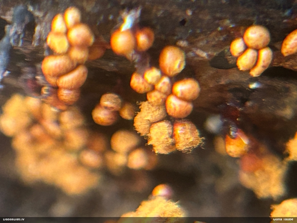 Trihija, hemitrihija (nenoteikta)