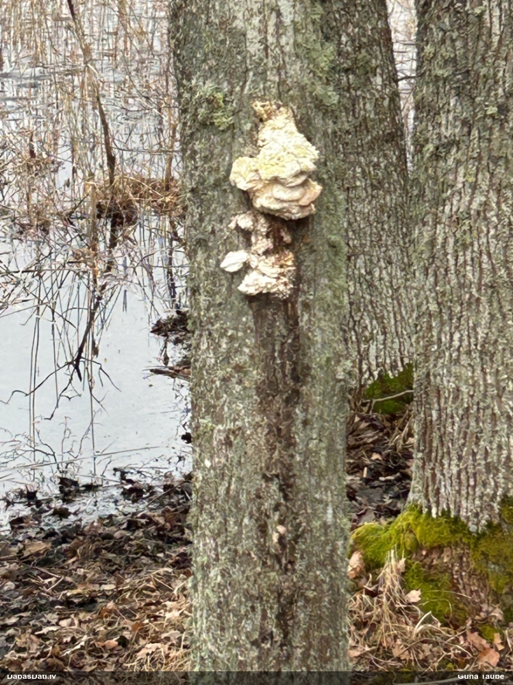 Серно-желтый трутовик