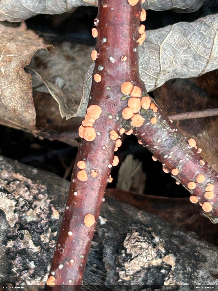 Nektrija Nectria peziza