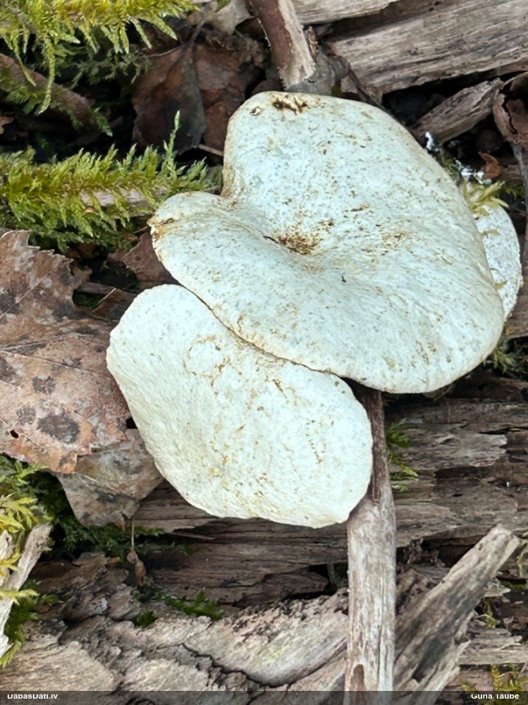 Skropstainā kātiņpiepe