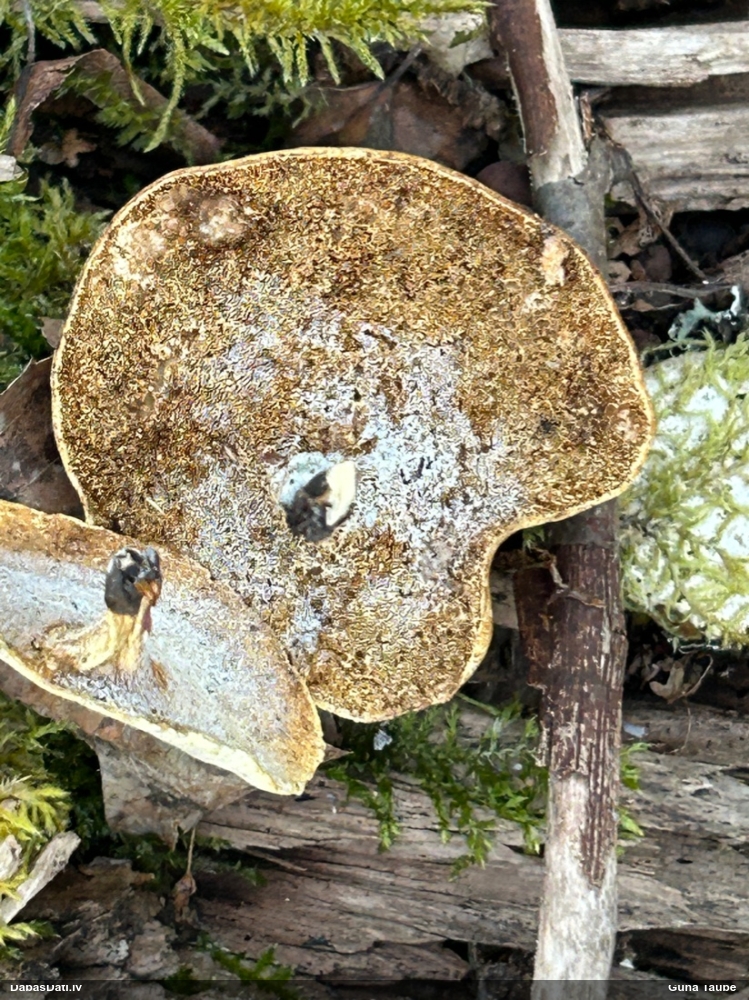 Skropstainā kātiņpiepe