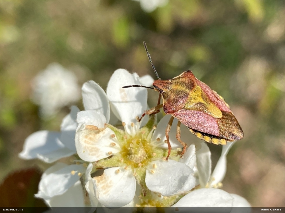 Vairogblakts Carpocoris purpureipennis