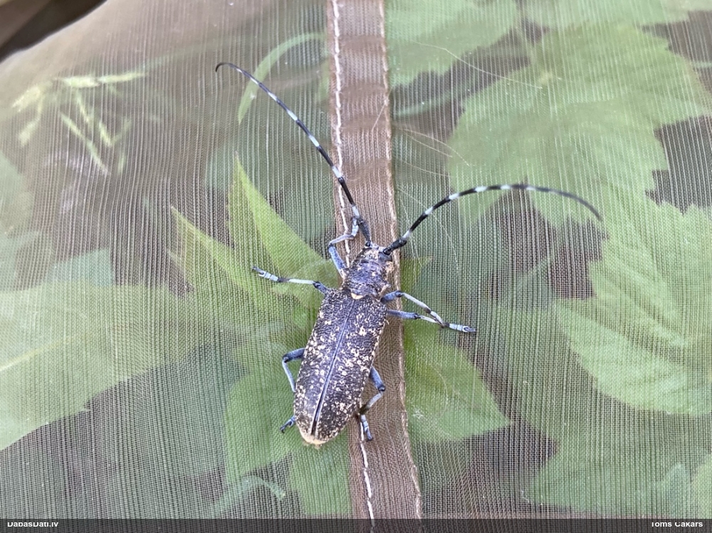 Lielais egļu koksngrauzis