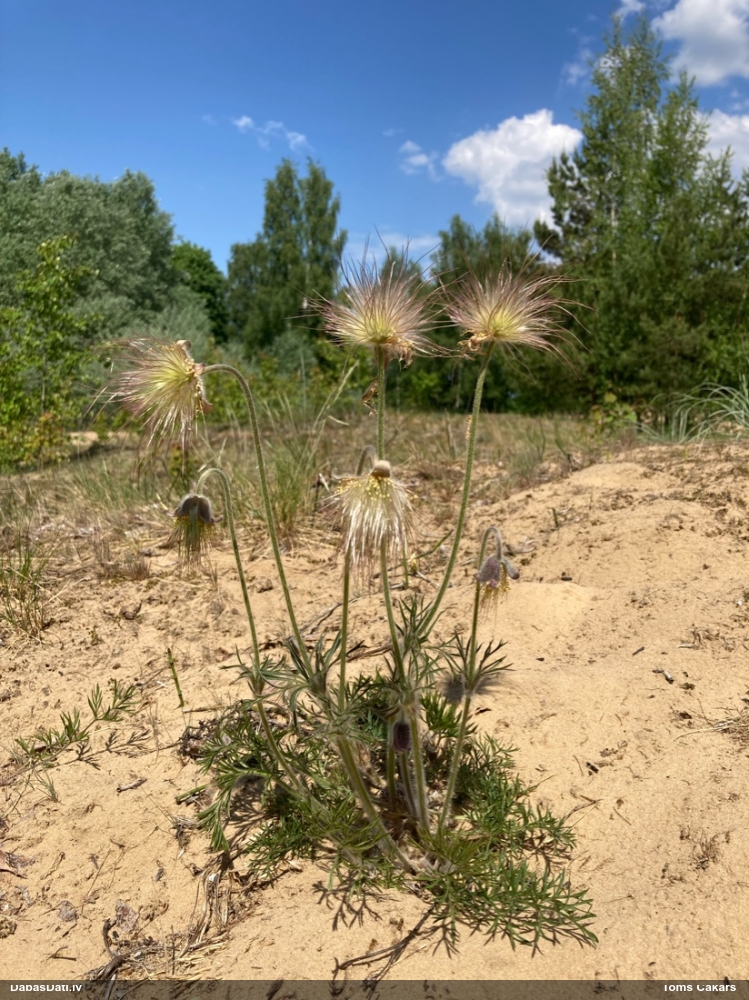 прострел луговой