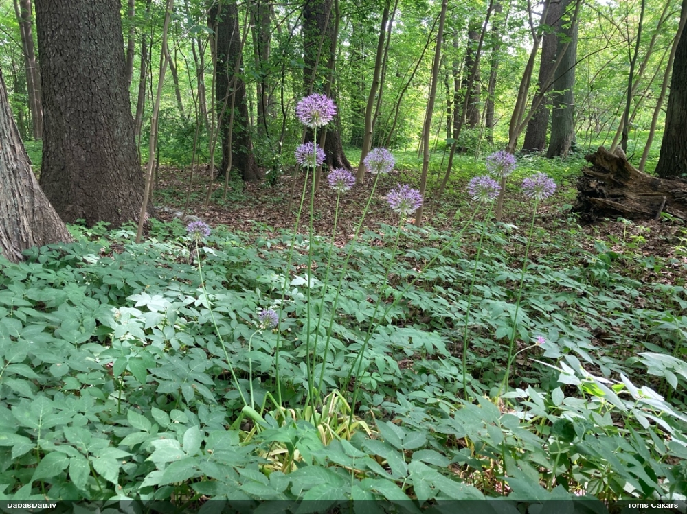 Sīpols (nenoteikts)