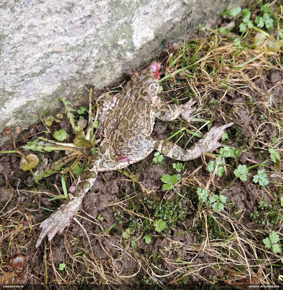 зеленая жаба