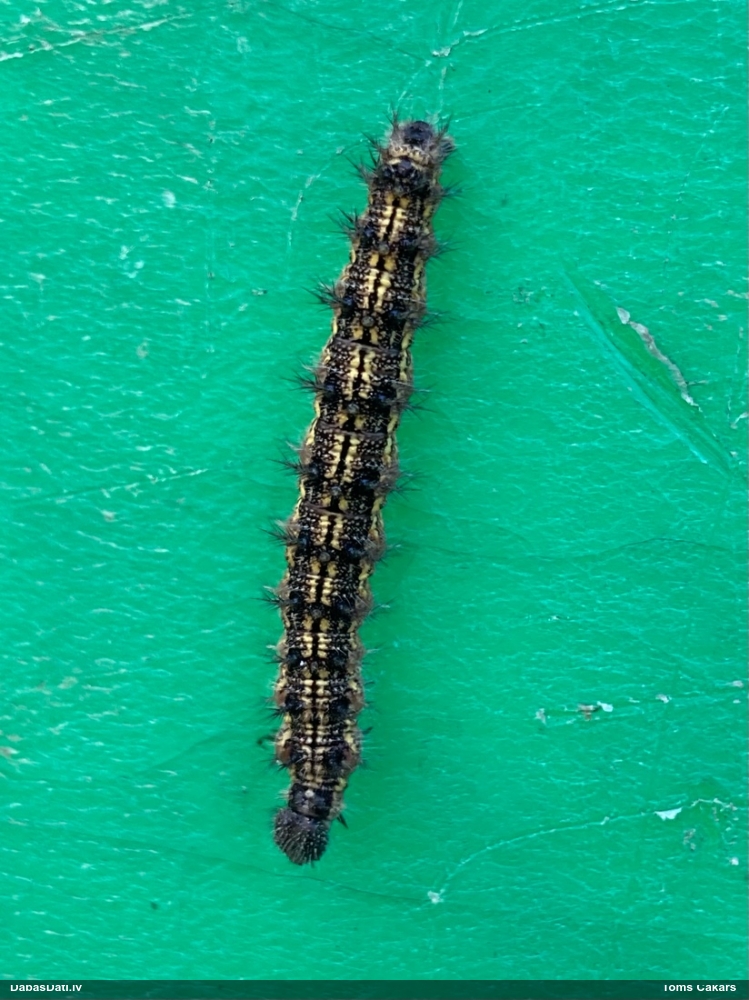 Parastais nātru raibenis