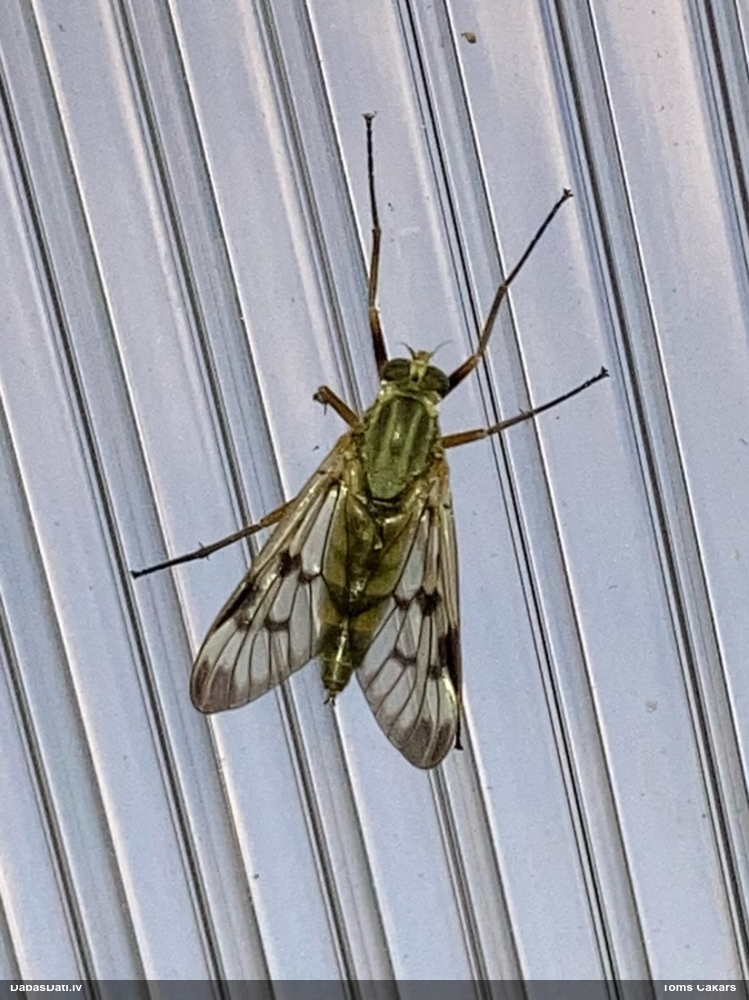 Medniekmuša (nenoteikta)