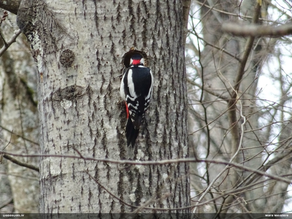 большой пестрый дятел
