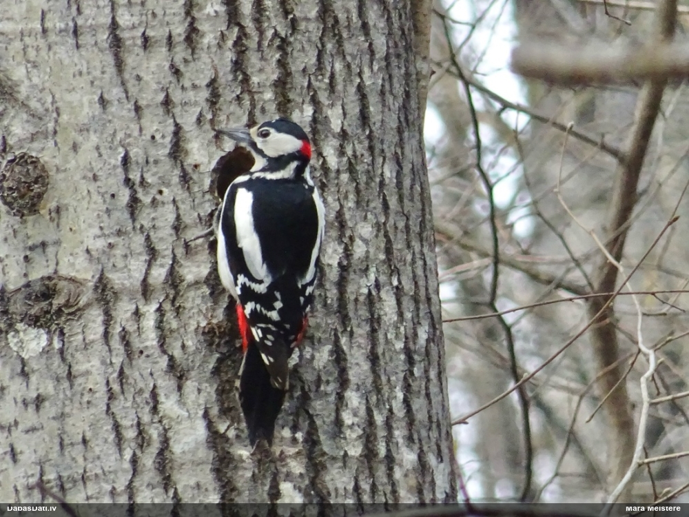 большой пестрый дятел