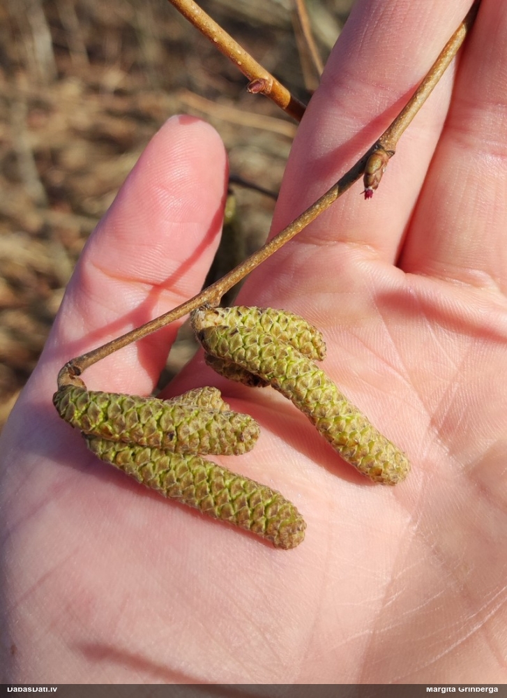 лещина обыкновенная