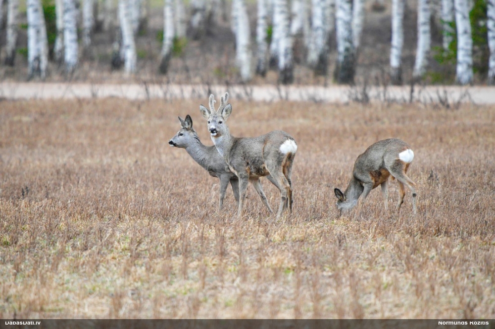 европейская косуля