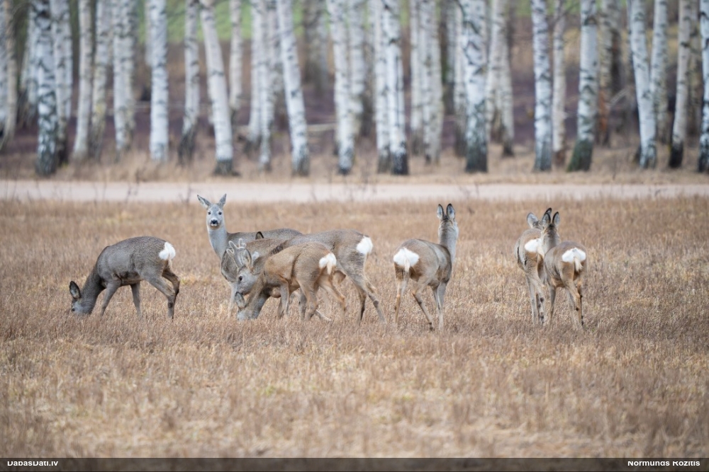 европейская косуля