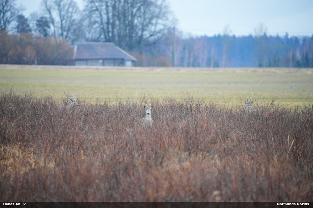 европейская косуля