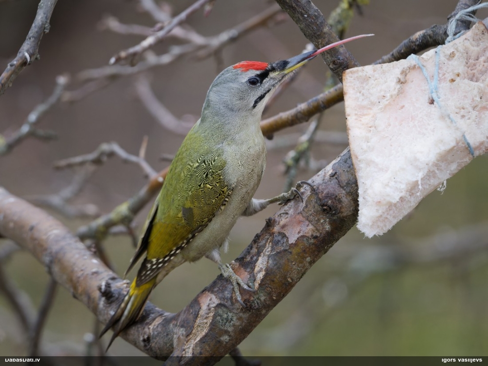 седой дятел
