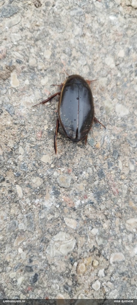 Airvabole Dytiscus dimidiatus