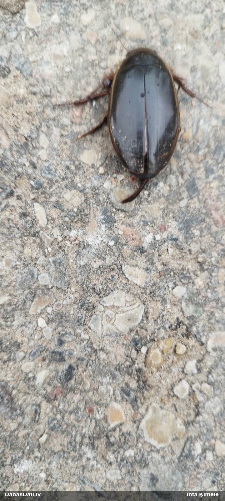 Airvabole Dytiscus dimidiatus