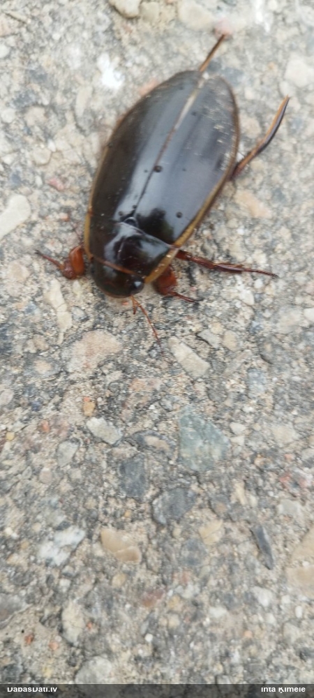 Airvabole Dytiscus dimidiatus