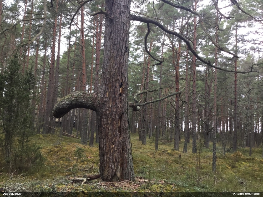 Priežu sveķotājkoksngrauzis