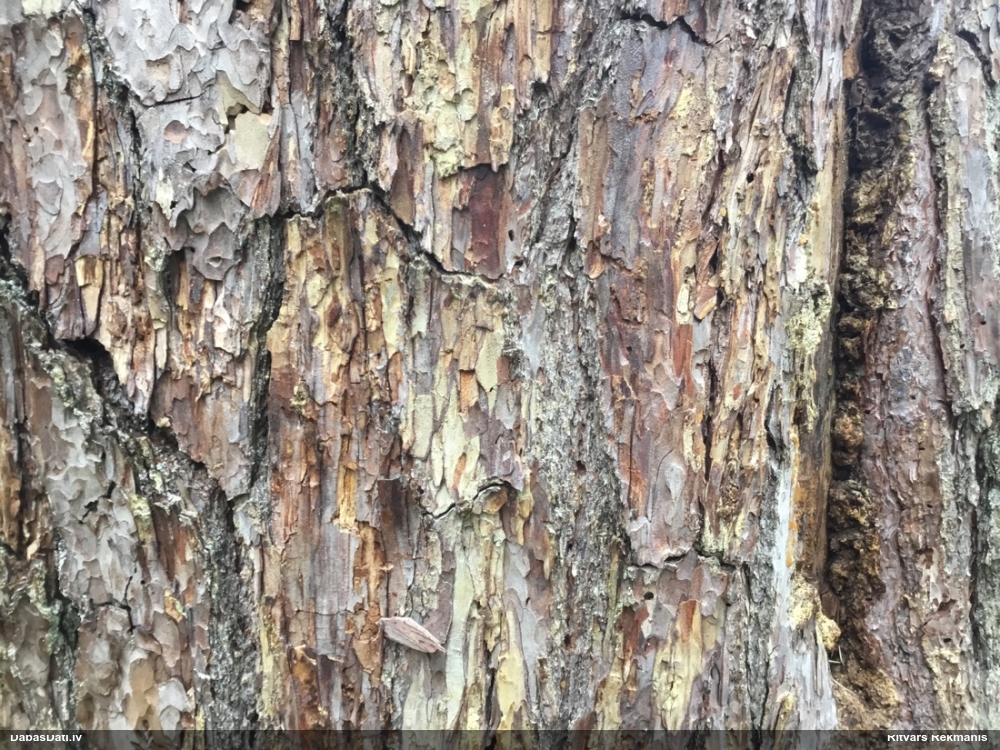 Priežu sveķotājkoksngrauzis