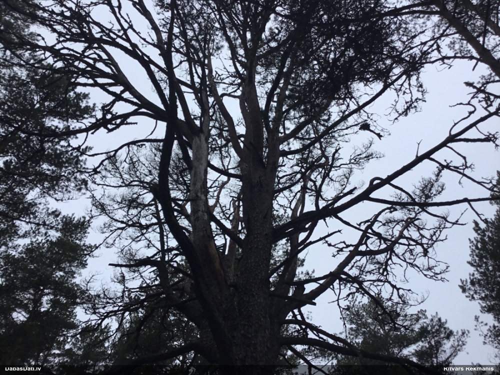 Priežu sveķotājkoksngrauzis