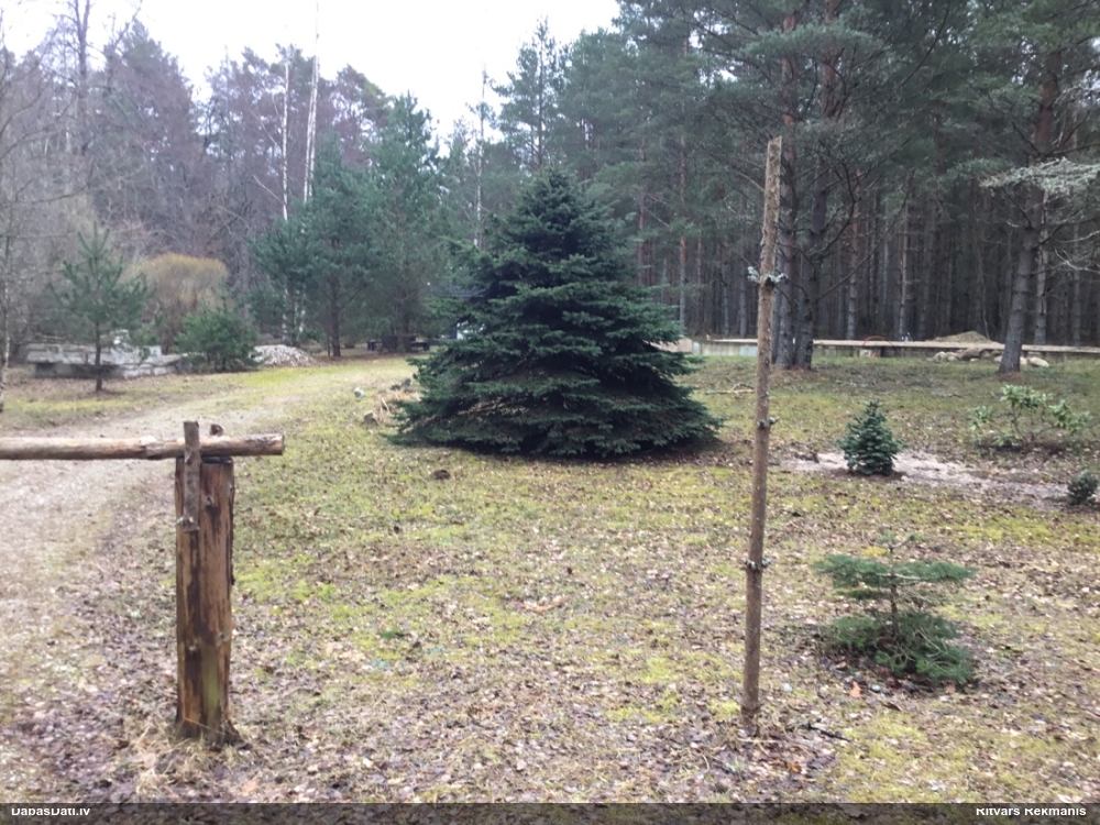 певчий дрозд