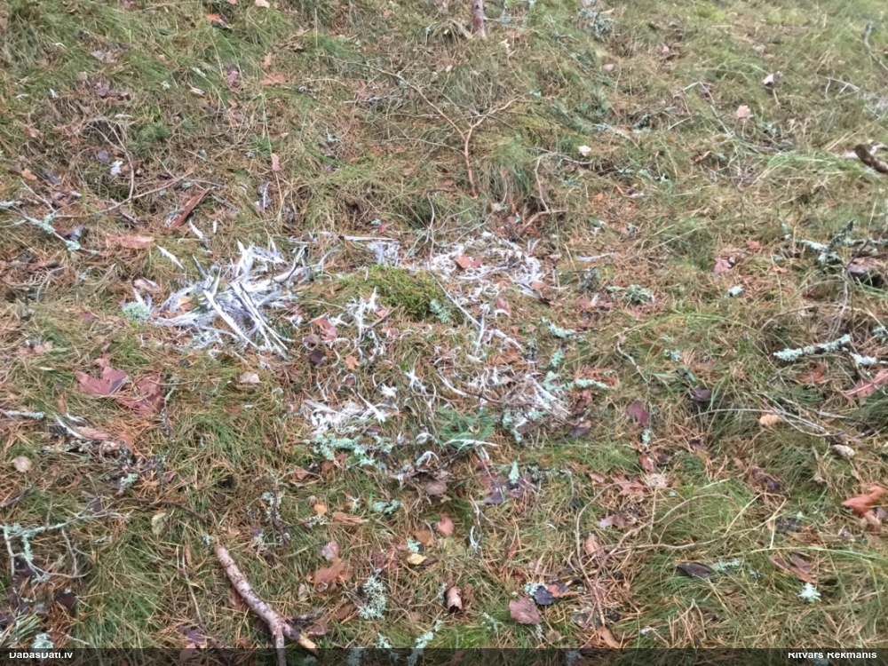 певчий дрозд