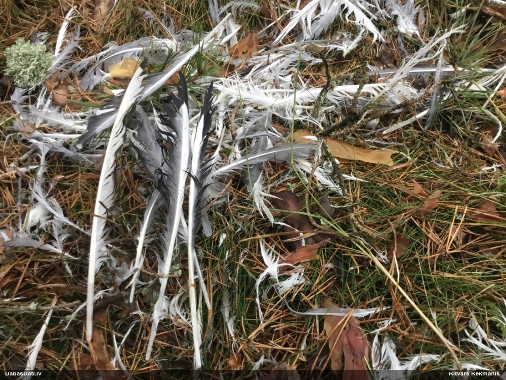 озерная чайка