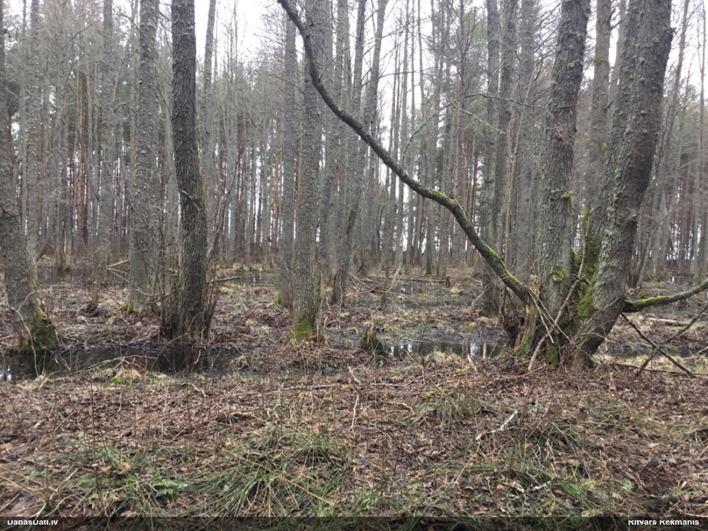 ольха черная