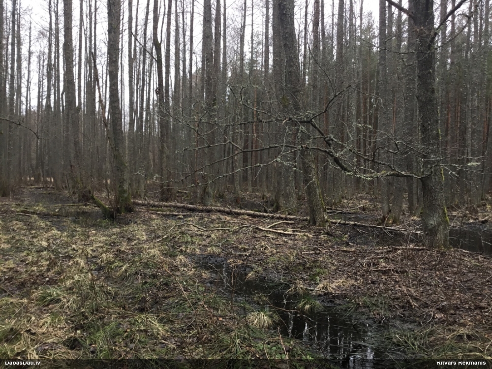 ольха черная