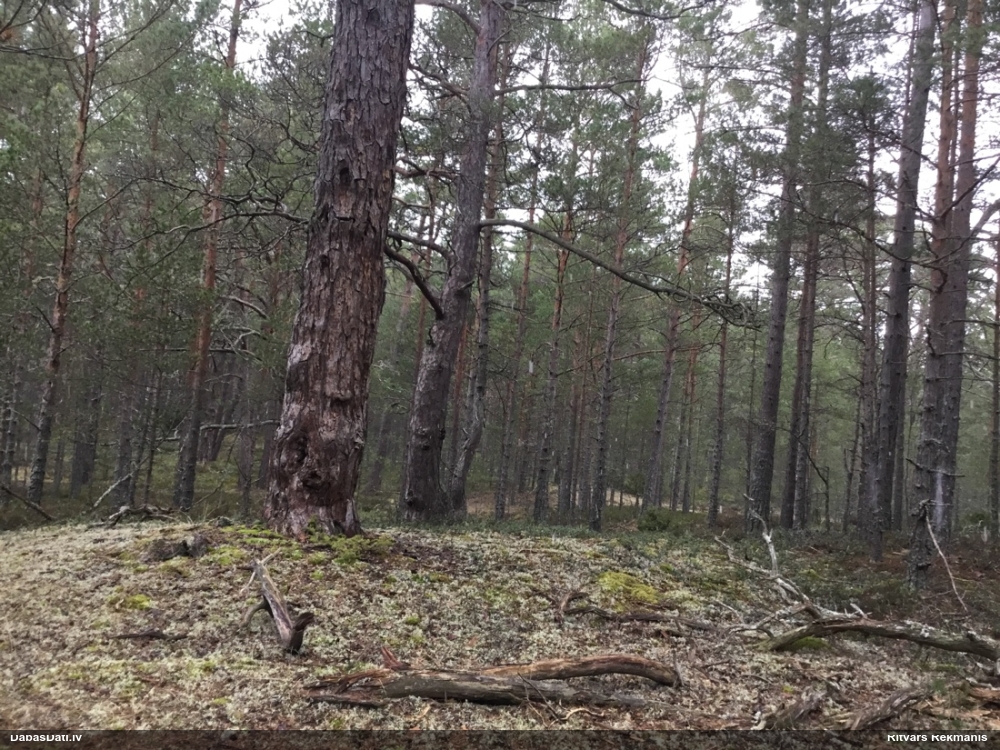 Priežu sveķotājkoksngrauzis