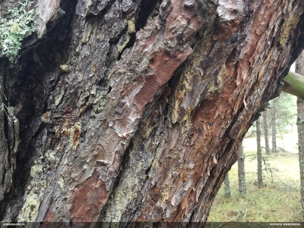 Priežu sveķotājkoksngrauzis