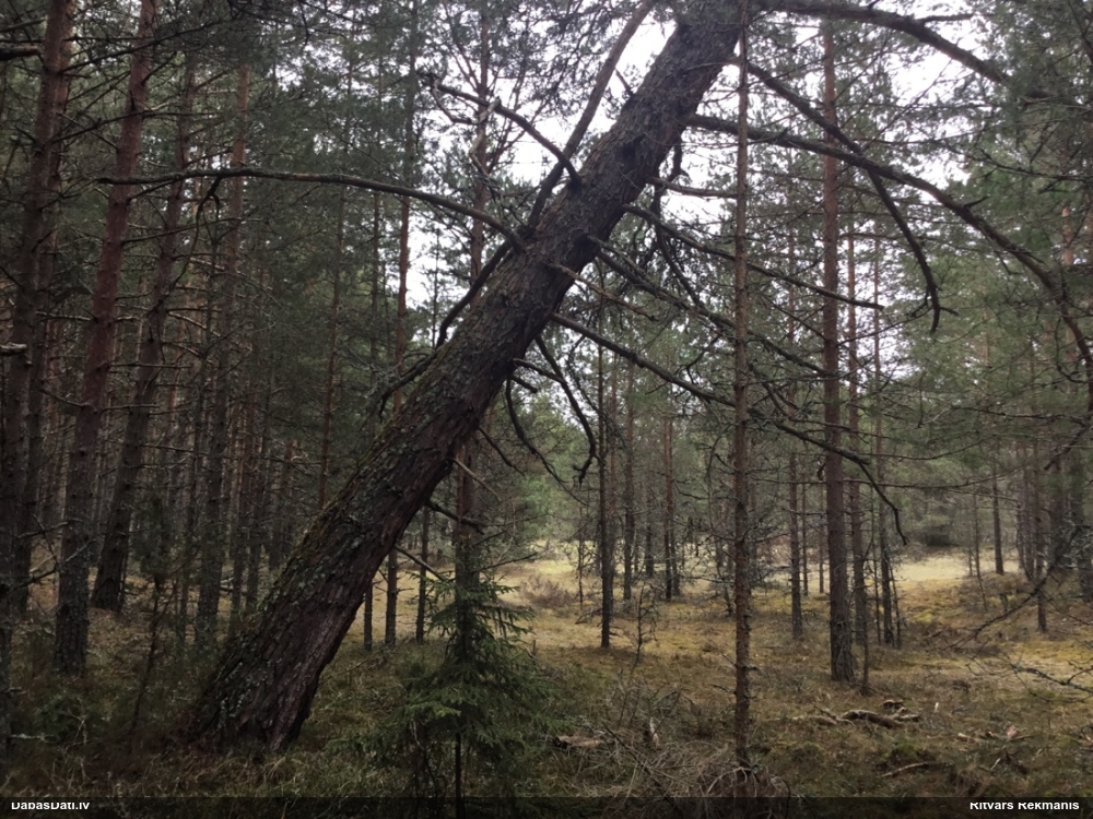 Priežu sveķotājkoksngrauzis