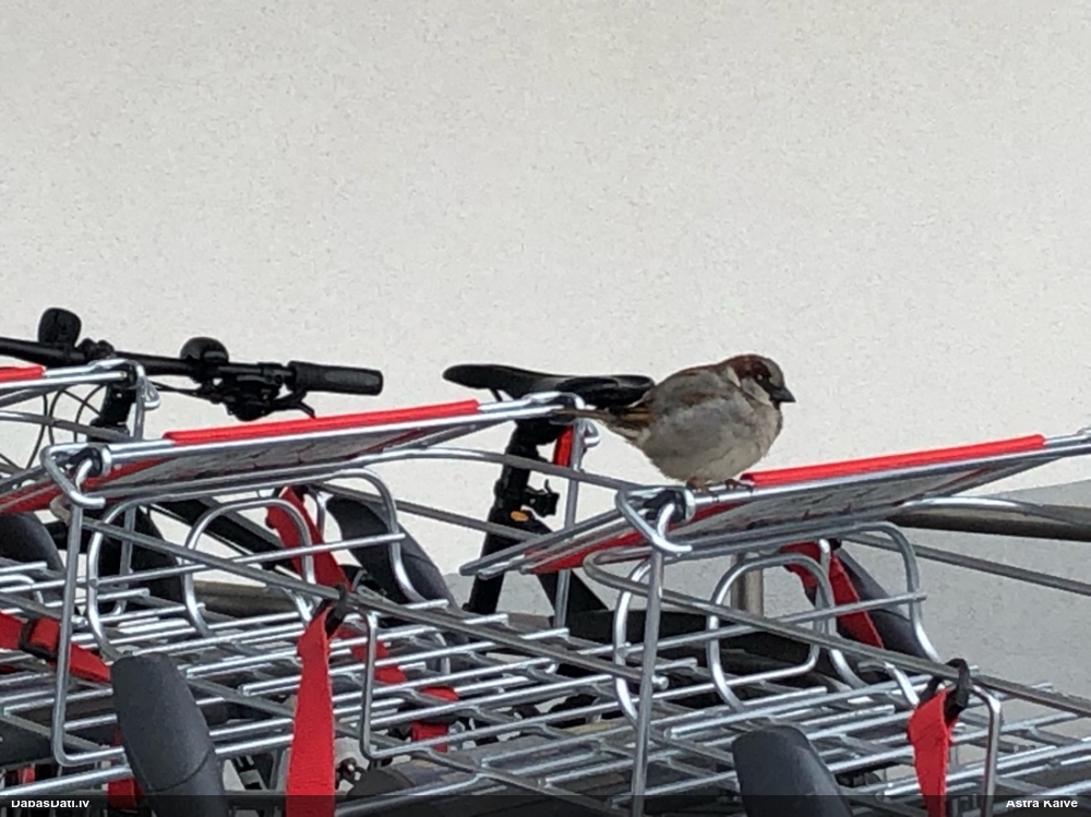 домовой воробей