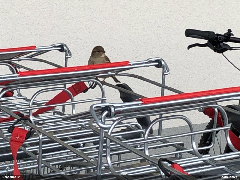 домовой воробей