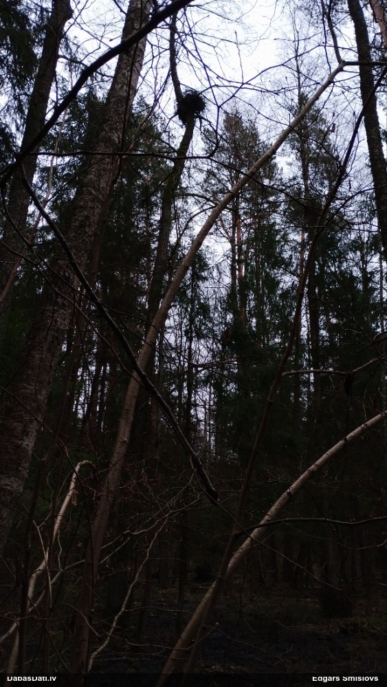 тетеревятник