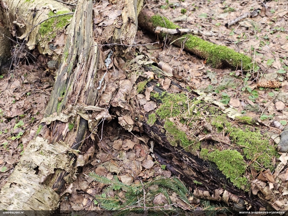 Trihija, hemitrihija (nenoteikta)