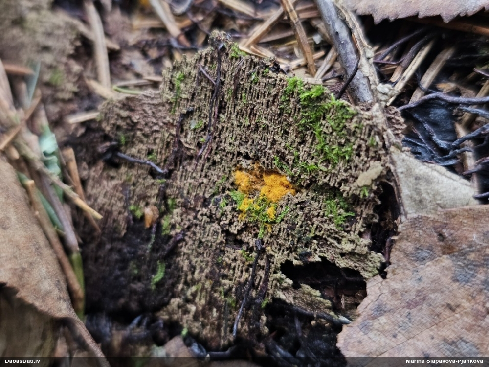 Trihija, hemitrihija (nenoteikta)