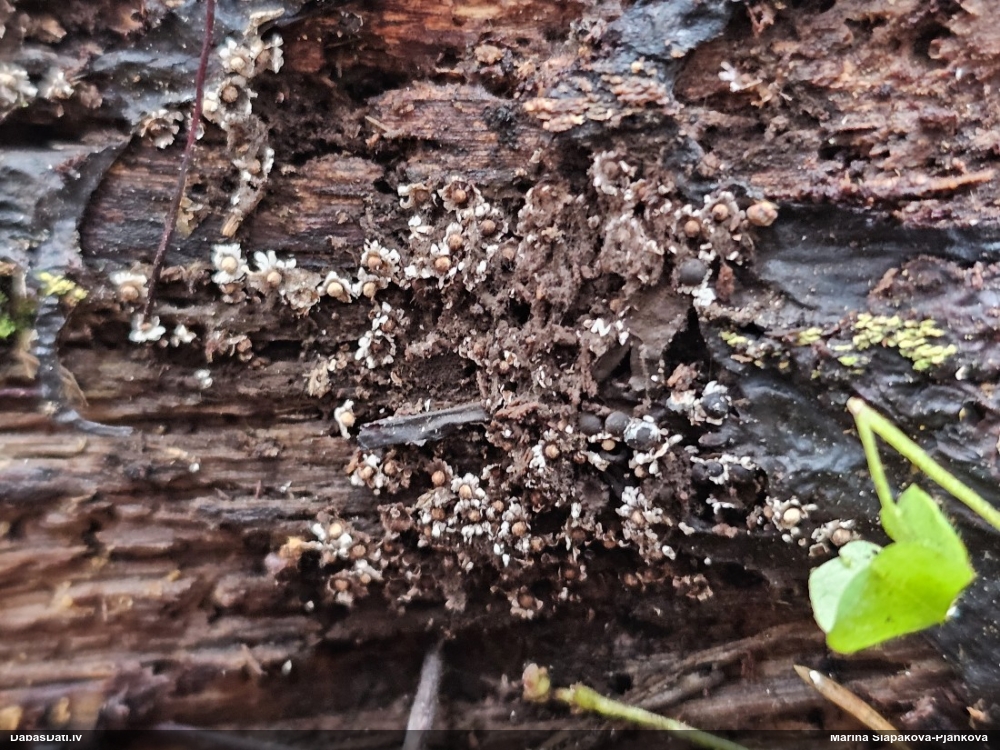 Diderma (nenoteikta)