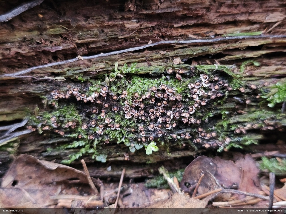 Diderma (nenoteikta)