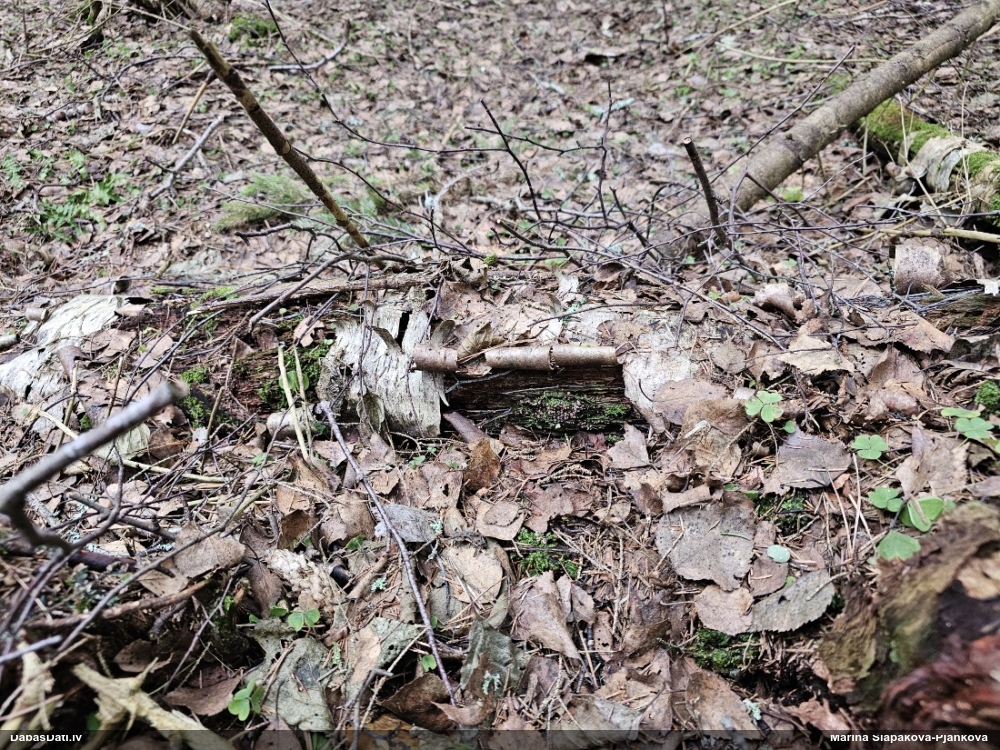 Diderma (nenoteikta)