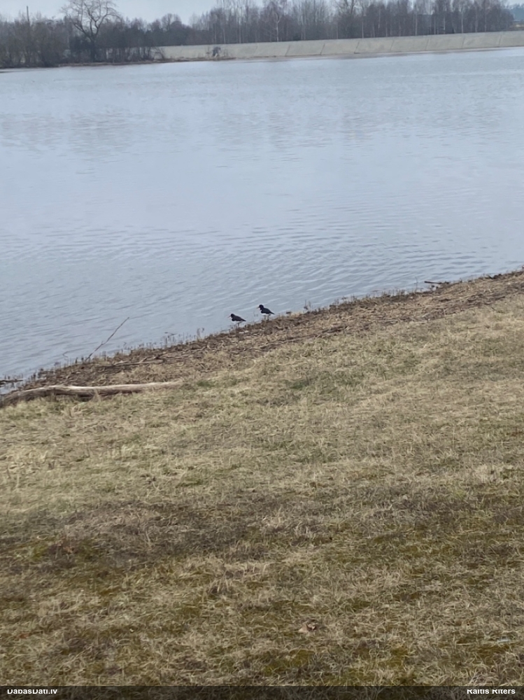 кулик-сорока