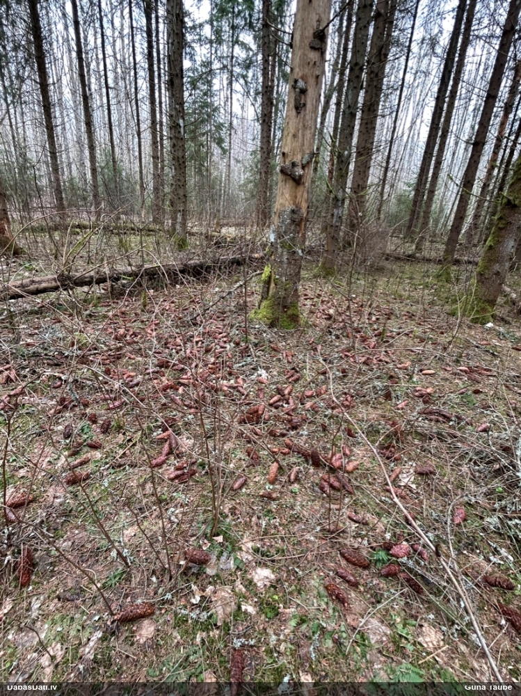 большой пестрый дятел