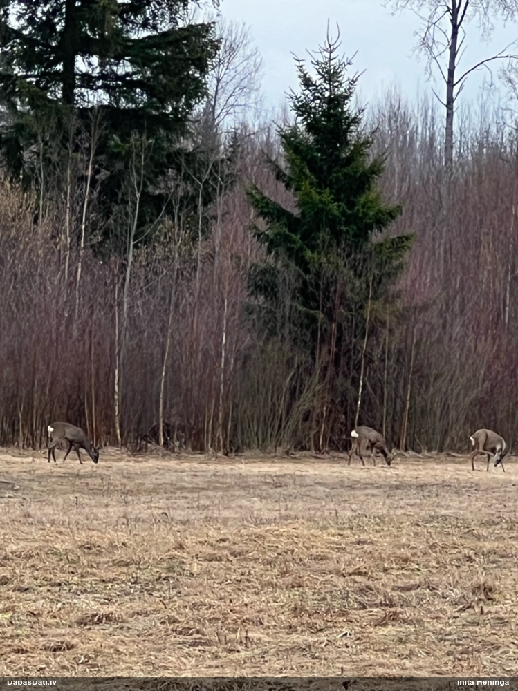 европейская косуля