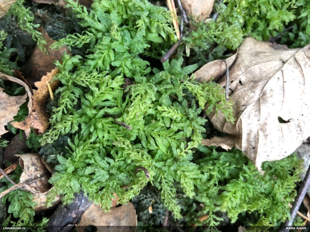 Viļņainā skrajlape