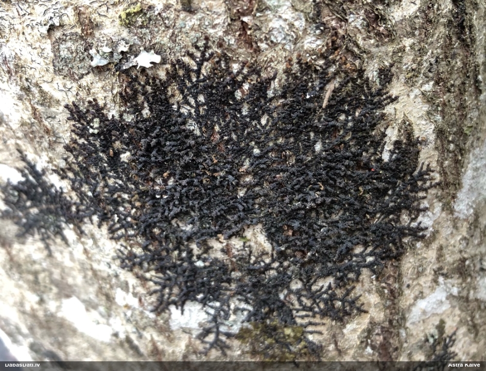 Izplestā frulānija