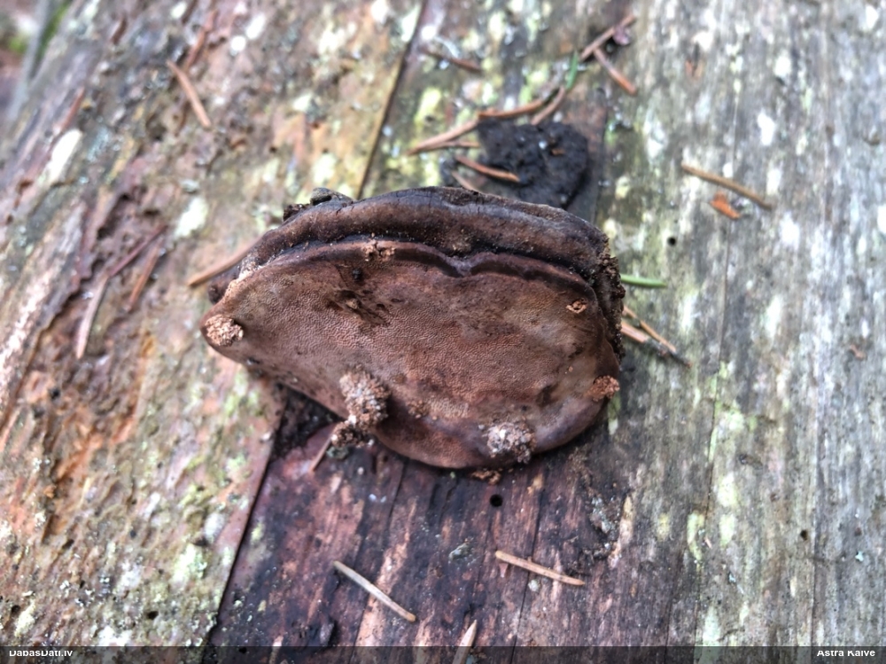 Rožainā apmalpiepe