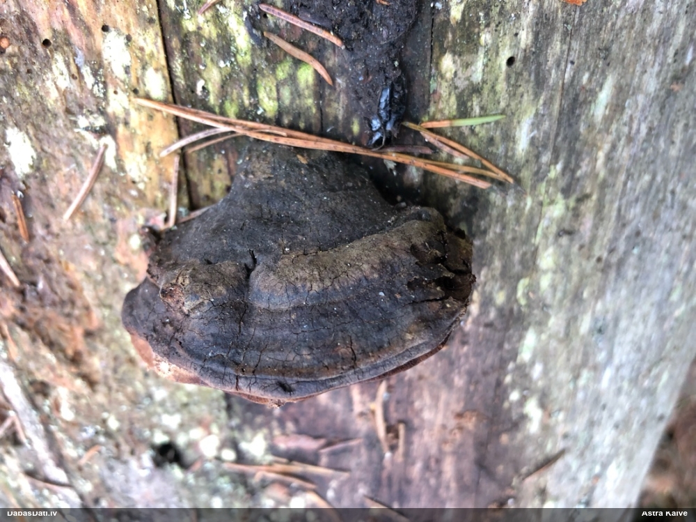 Rožainā apmalpiepe