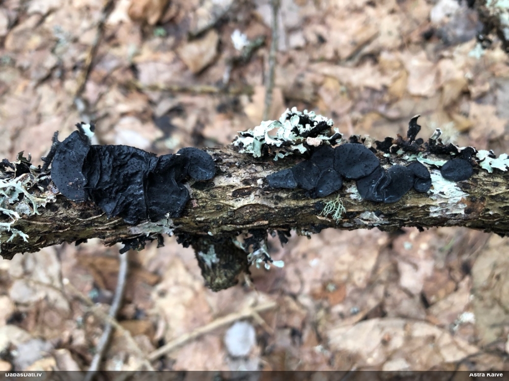 Nošķeltā eksīdija